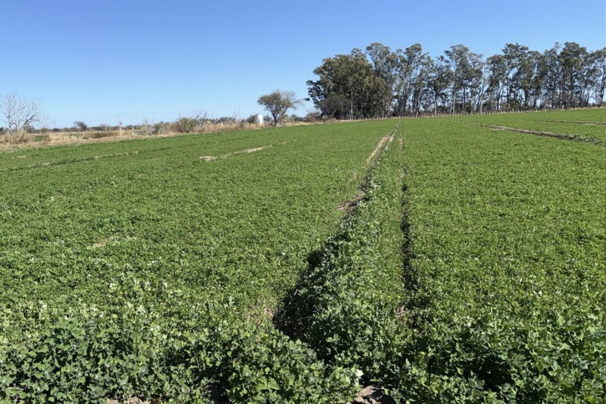 Campo de 18 hectáreas con vivienda y galpón en Quines